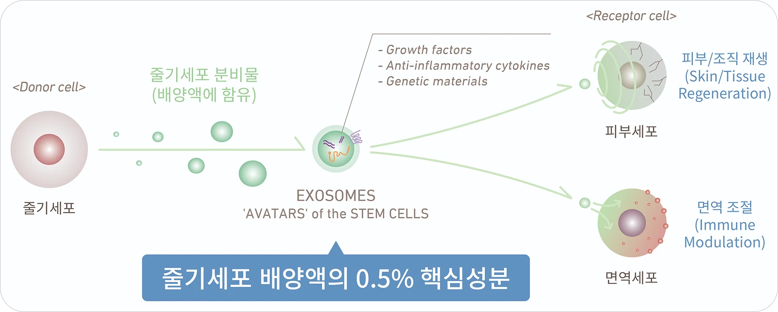 엑소좀 리페어